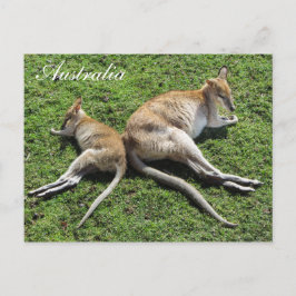 Australien Cute Wallaby-vykort Vykort