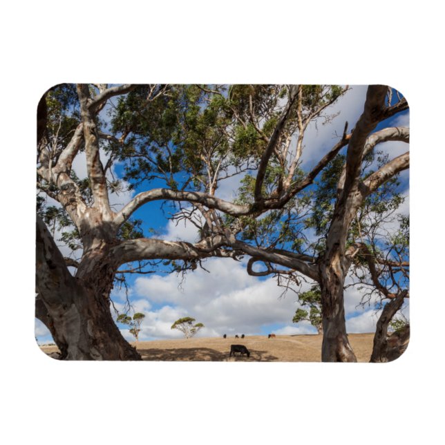 Australien, Fleurieu-halvön, Normanville Magnet (Horisontell)