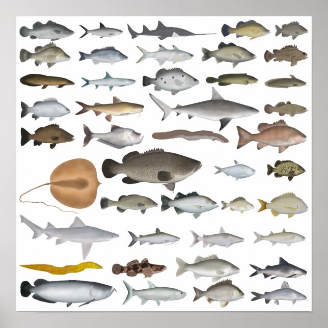 Australien Freshwater Fish Group Poster (Framsidan)
