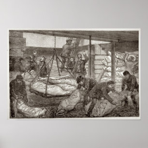 Australien, fryst, Kött Poster