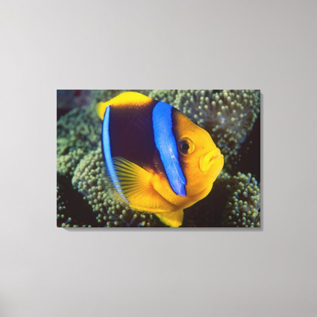 Australien, Great Barrier Reef, Anemonfisk Canvastryck (Framsida)