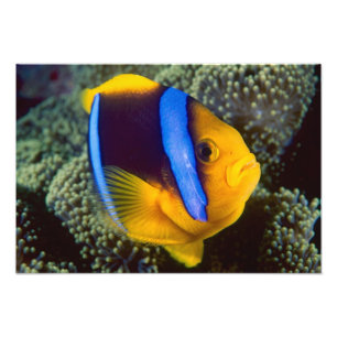 Australien, Great Barrier Reef, Anemonfisk Fototryck