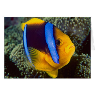 Australien, Great Barrier Reef, Anemonfisk Hälsningskort