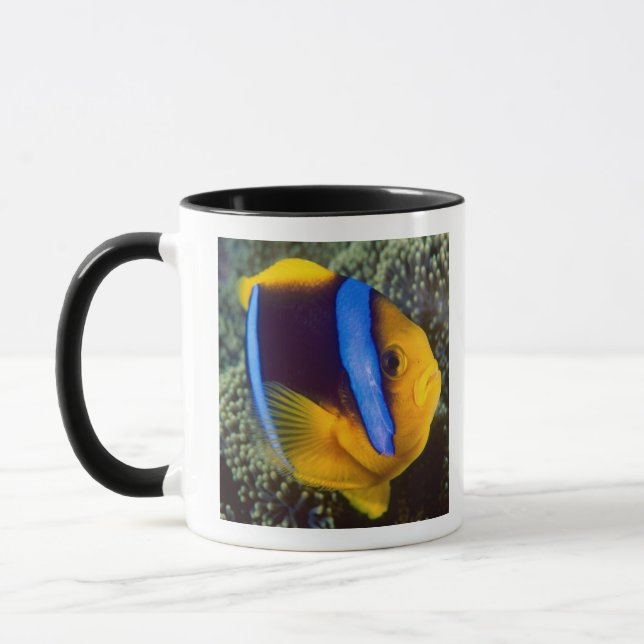 Australien, Great Barrier Reef, Anemonfisk Mugg (Vänster)