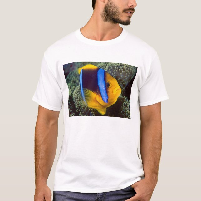 Australien, Great Barrier Reef, Anemonfisk T-shirt (Framsida)