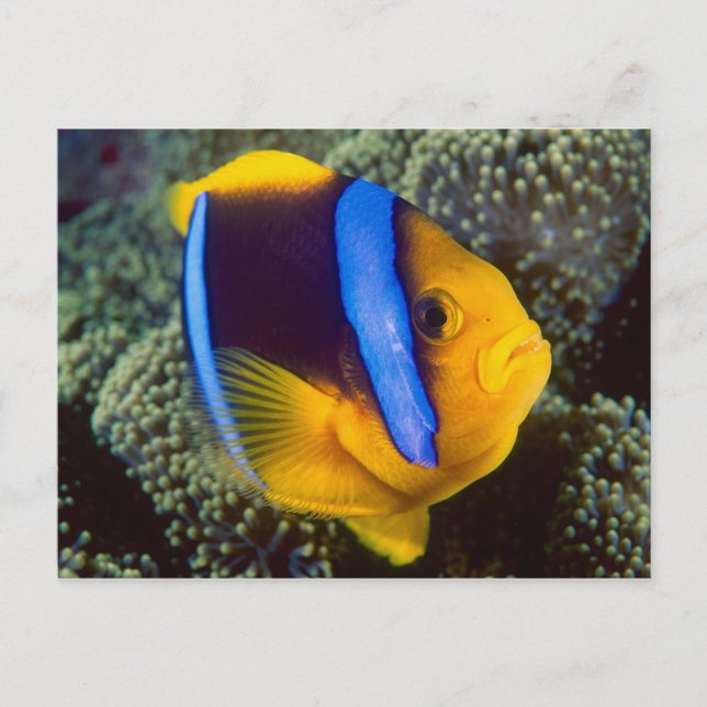 Australien, Great Barrier Reef, Anemonfisk Vykort (Framsida)