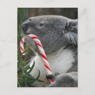 Australien jul Koala Bear Helg Vykort