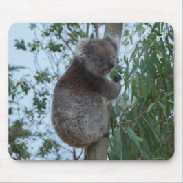Australien Kangaroo Island Cute Koala i Träd Musmatta
