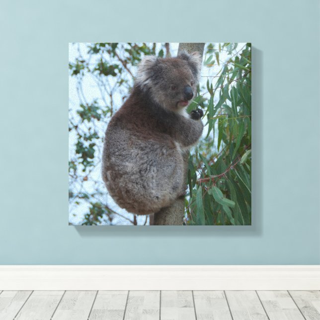 Australien Kangaroo Island Koala i Träd Canvastryck (Insitu (trägolv))