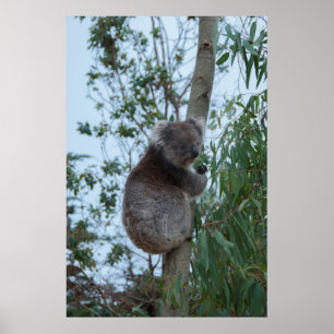 Australien Kangaroo Island Koala i Träd Poster