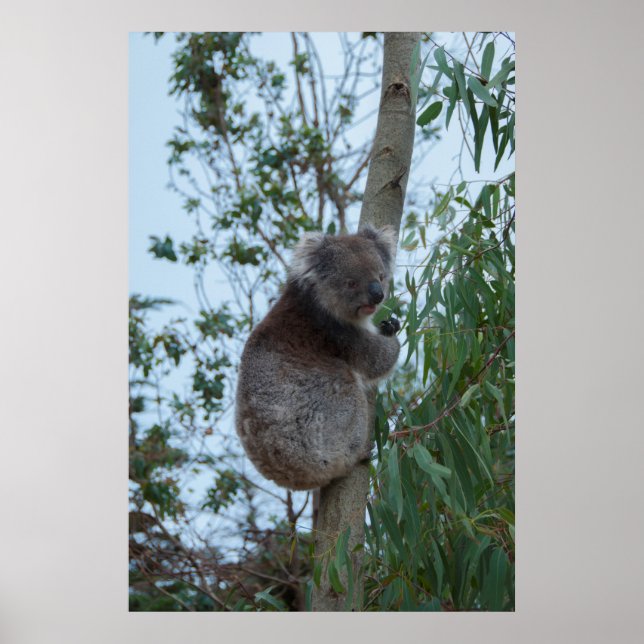Australien Kangaroo Island Koala i Träd Poster (Framsidan)