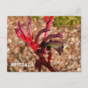 Australien: Kangaroo Tass blomma i blomning 2 Vykort