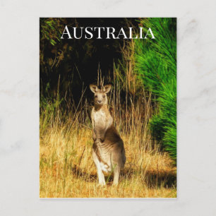 Australien Kangaroo Vykort