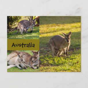 Australien: Kangaroos, mammor och joeys Vykort