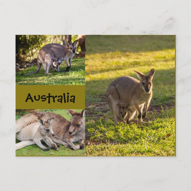 Australien: Kangaroos, mammor och joeys Vykort (Framsida)