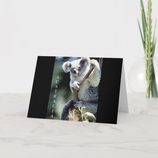 Australien Koala Bear Kort (Framsida)
