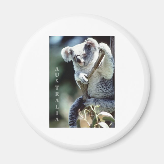 Australien Koala Bear Magnet (Framsidan)