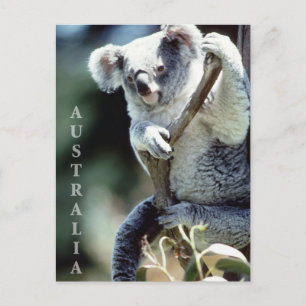 Australien Koala Bear Vykort
