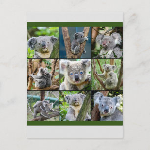 Australien Koala i Eucalyptus Träd Vykort