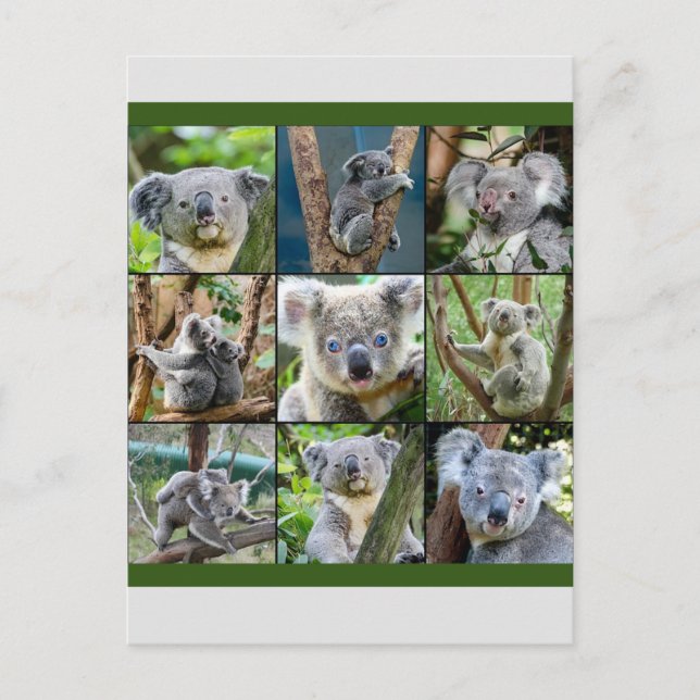 Australien Koala i Eucalyptus Träd Vykort (Framsida)