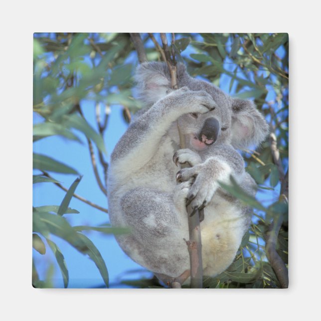 Australien, Koala Phasclarctos Cinereus) Magnet (Framsidan)