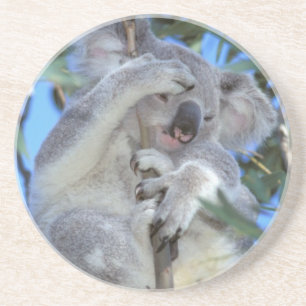 Australien, Koala (Phasclarctos Cinereus) Underlägg Sandsten