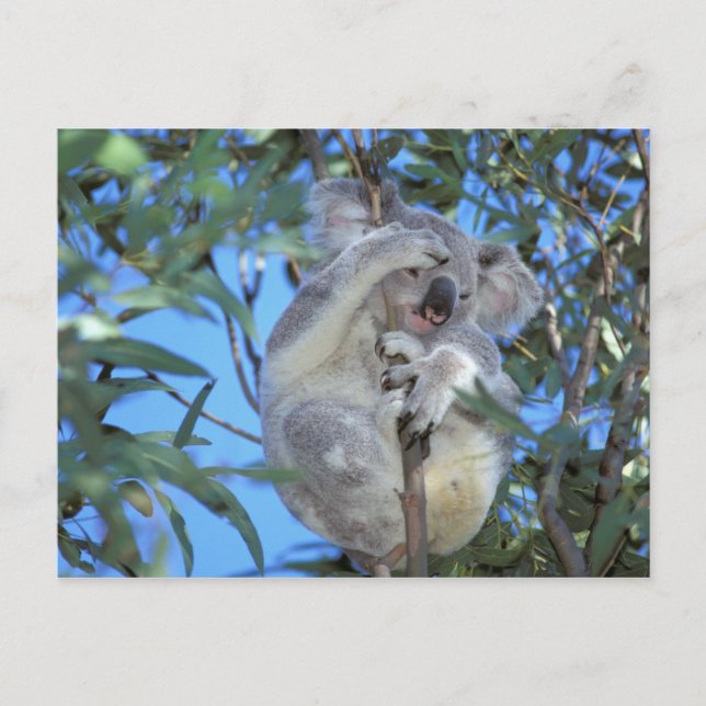 Australien, Koala Phasclarctos Cinereus) Vykort (Framsida)