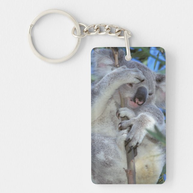 Australien, Koala (Phascolarctos cinereus) (Framsidan)