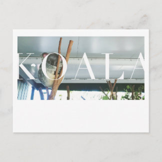 Australien Koala Post Card Vykort