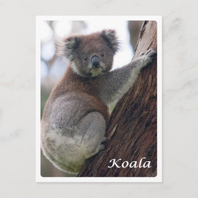 Australien - Koala - Vykort (Framsida)