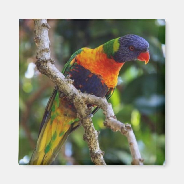 Australien: Kylmagnet Lorikeet Bird Magnet (Framsidan)