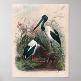 Australien Mycteria av Joseph Varg Poster