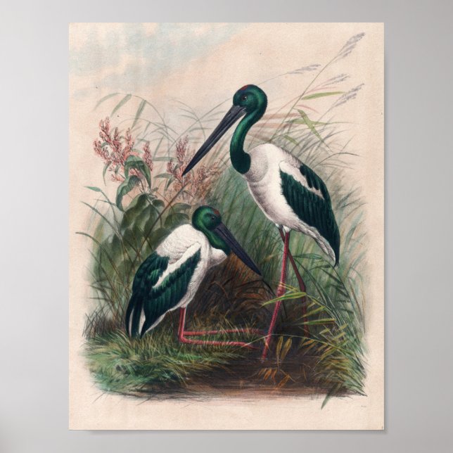 Australien Mycteria av Joseph Varg Poster (Framsidan)