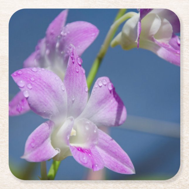 Australien nordligt territorium, Darwin Underlägg Papper Kvadrat (Framsidan)