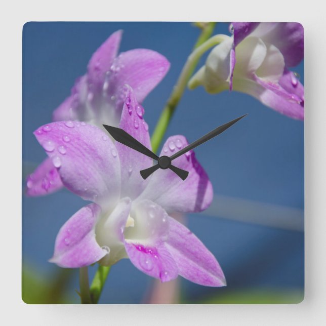 Australien, norra territoriet, Darwin Fyrkantig Klocka (Framsida)