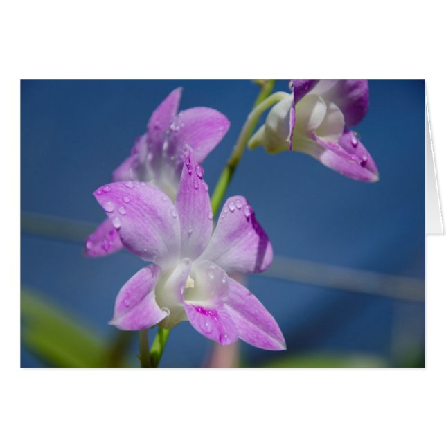 Australien, norra territoriet, Darwin Hälsningskort (Framsidan Horizontal)