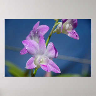 Australien, norra territoriet, Darwin Poster