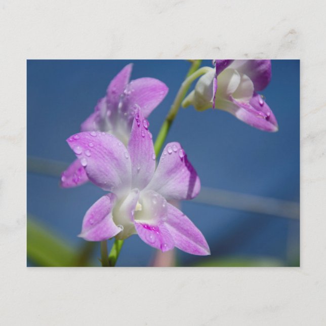 Australien, norra territoriet, Darwin Vykort (Framsida)