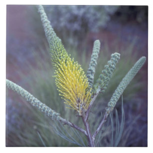 Australien, NT, nära Ayers Rock. Vårblomning Kakelplatta
