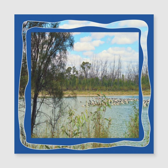 Australien Pelican Flock River Murray (Framsida)