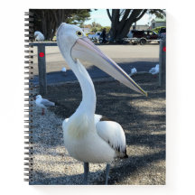 Australien; pelikan - Resor