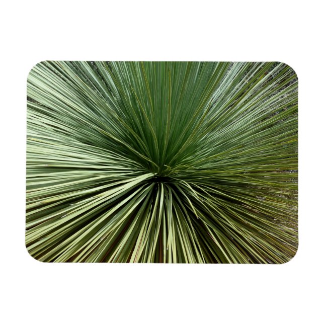 Australien Plant - abstrakt Magnet (Horisontell)