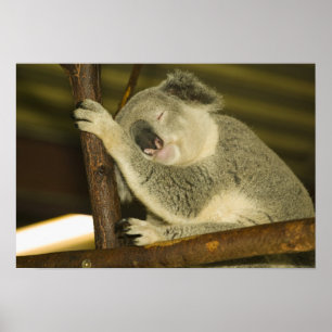 Australien, Queensland, Brisbane. Fig Träd Poster