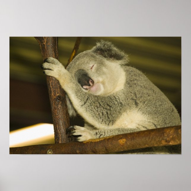 Australien, Queensland, Brisbane. Fig Träd Poster (Framsidan)