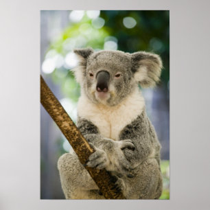 Australien, Queensland, Brisbane, Fig Träd Poster