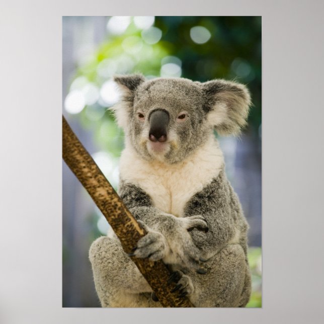 Australien, Queensland, Brisbane, Fig Träd Poster (Framsidan)