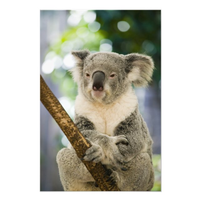 Australien, Queensland, Brisbane, Fig Tree Fototryck (Framsidan)