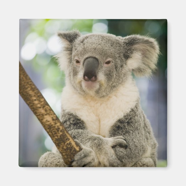 Australien, Queensland, Brisbane, Fig Tree Magnet (Framsidan)