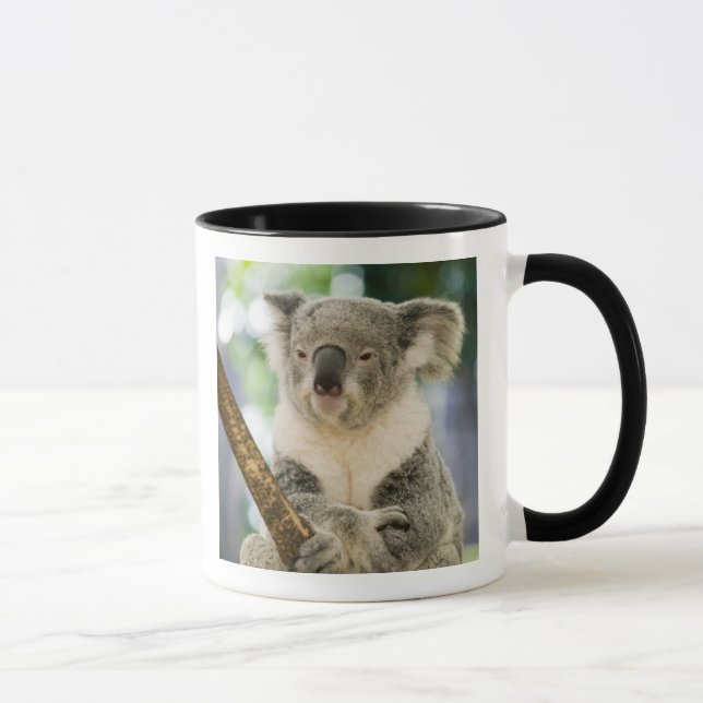 Australien, Queensland, Brisbane, Fig Tree Mugg (Höger)