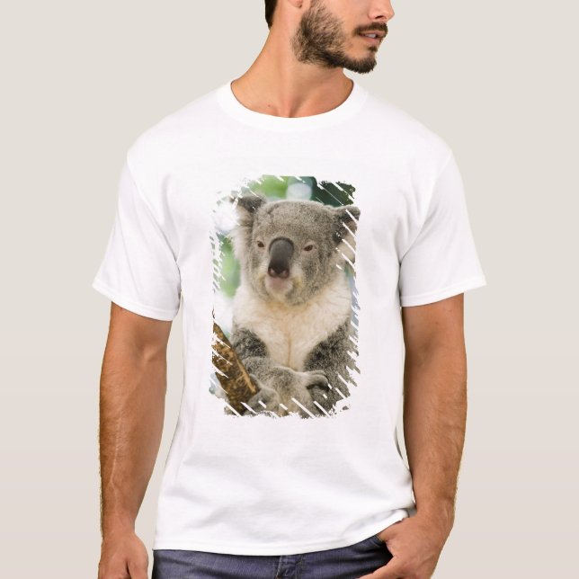 Australien, Queensland, Brisbane, Fig Tree T Shirt (Framsida)